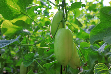 Melon seedlings in a greenhouse on a farm