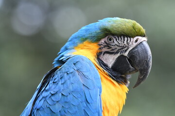 ルリコンゴウインコ