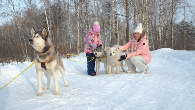 Young Woman with Little Daughter Petting Husky and Samoyed Dogs in Sunny Winter Day. Slow Motion. Leisure and Winter Activities, Pets and Animals Concept