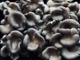 신선한 유기농 느타리버섯