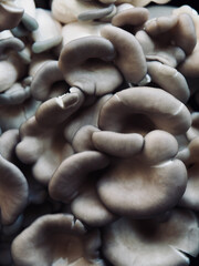 신선한 유기농 느타리버섯