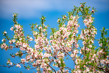 Spring blossom background. Beautiful nature scene with blooming tree. Sunny day. Spring flowers. Beautiful Springtime.