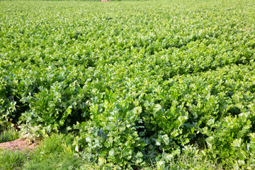 Fototapeta na wymiar Closeup of fresh green celery leaves on large plantation in sunny day.