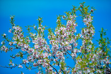 Springtime blossom trees. Beautiful nature blooming tree. Spring flowers.