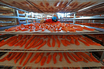 Workers are checking the drying effect of sweet potato in the production workshop，LUANNAN COUNTY, Hebei Province, China