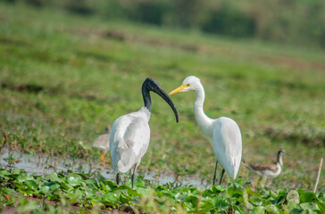 white ibis in the grass