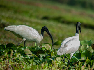 Fototapeta premium white ibis in the grass