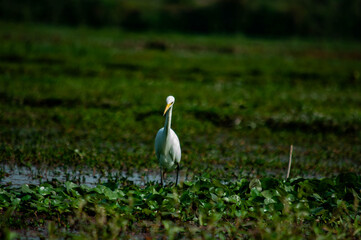 white heron in the grass