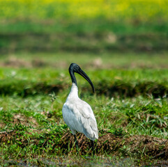 white ibis in the grass