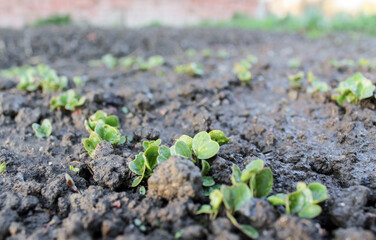 The early germination of radish