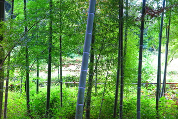 Fototapeta na wymiar 山の中の竹林の風景1