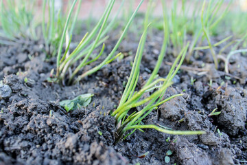 the young shoots of garlic
