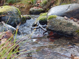 stream in the forest