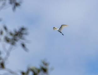 Garceta volando en un cielo azul claro
