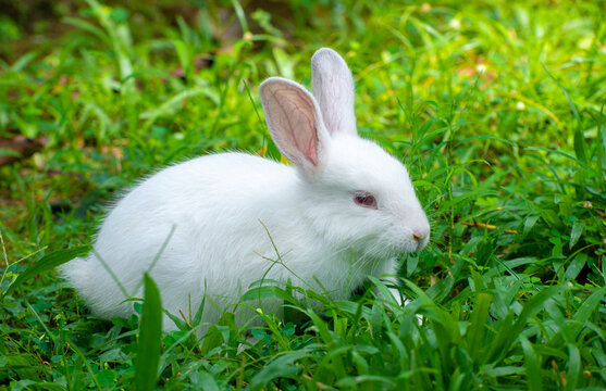 Cute and cuddly albino bunny rabbit baby on the grass field, Got red eyes and long eye lashes, Long ears up, Light passing through the long ears and pink veins clearly visible.