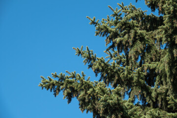 Fir branches with fresh shoots in spring on blue sky background.