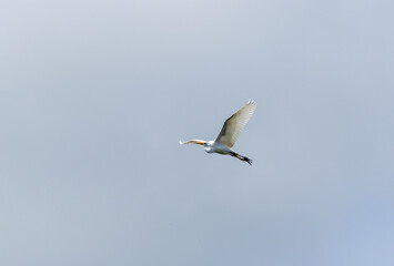 Garceta volando en un cielo azul claro