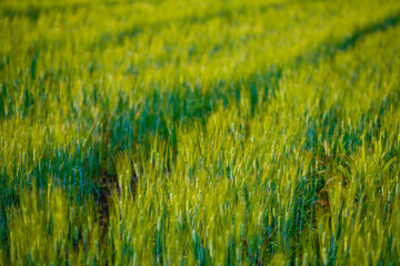 Green wheat at agriculture field