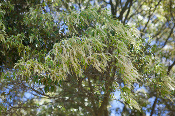 椎木の大木と春の花穂
