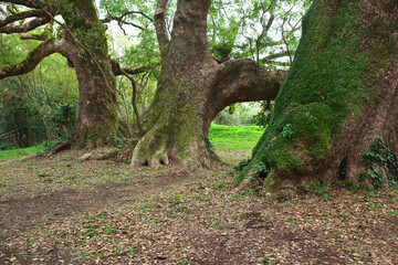 大汝牟遅神社の巨木	