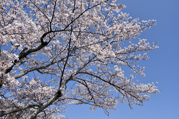 満開の桜