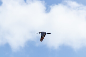 Aninga americana volando en un cielo azul claro