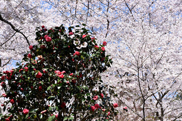 椿と桜の花