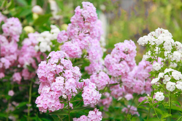 spring lilac blossom. the concept of International Women's Day on March 8