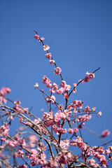 ピンクの梅の花