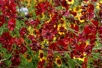 Very beautiful coreopsis with claret flowers grows and blossoms in a flower bed. All flowers wet after a rain.