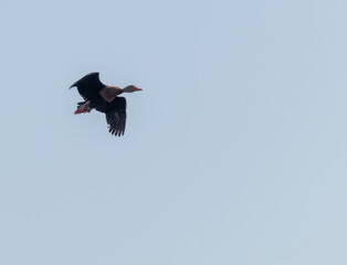 Pato pijiji volando sobre árboles verdes en un cielo despejado