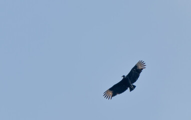 Tiro de ángulo bajo de un zopilote volando con las alas completamente abiertas en el cielo despejado