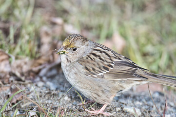 A close-up picture of an immature Golden-crowned Sparrow.    Vancouver BC Canada
