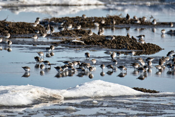 Many shorebirds eating on the shallow with the ice and snow.     Delta BC Canada
