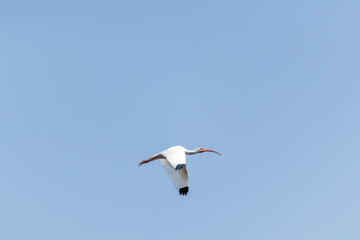 Pájaro ibis blanco volando en un cielo azul.