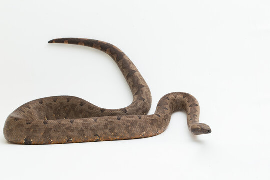 candoia ground boa snake (Candoia carinata ) isolated on white background