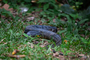 shy water monitor curled up in the grass