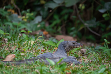 water monitor sun bathing in the grass