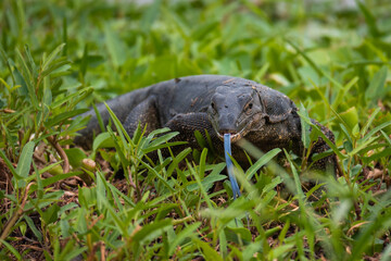 Water monitor with its tongue sticking out crawling toward the camera