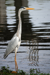 Grey Heron standing tall in a lake