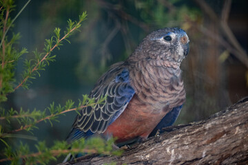 red tailed hawk