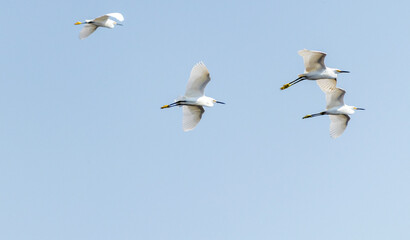 Garcetas blancas volando en un cielo azul.