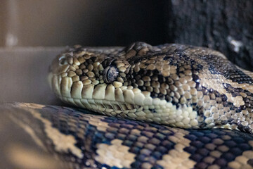 close up of a python