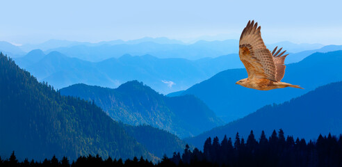 Red-tailed Hawk flying over the mountains with sky background