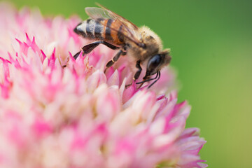 Honey bees collect pollen Spiraea flower. Macro shot.