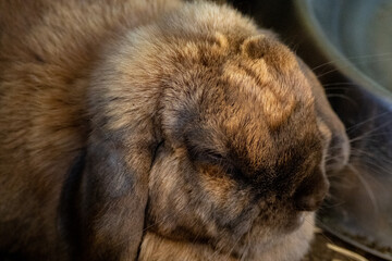 brown rabbit in a blanket