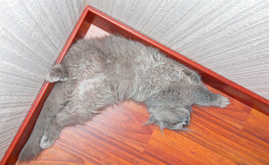 Grey kitten sleeping strangely on red wooden parquet