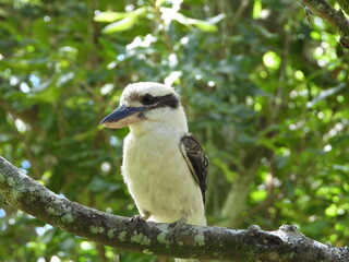 spotted woodpecker