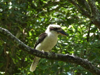 woodpecker on branch