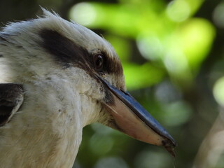 close up of a bird